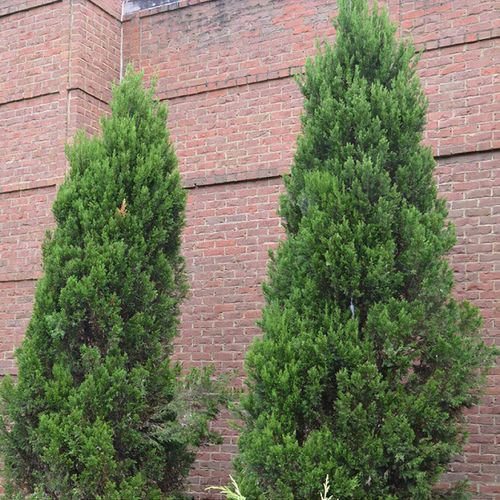 Juniperus virginiana 'Idyllwild' - Shoot
