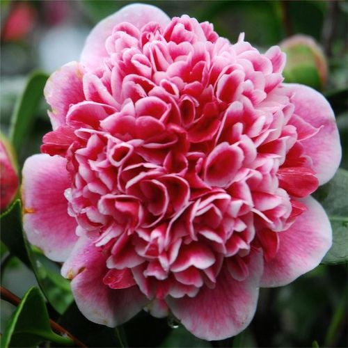 Camellia japonica 'Volunteer' - Shoot