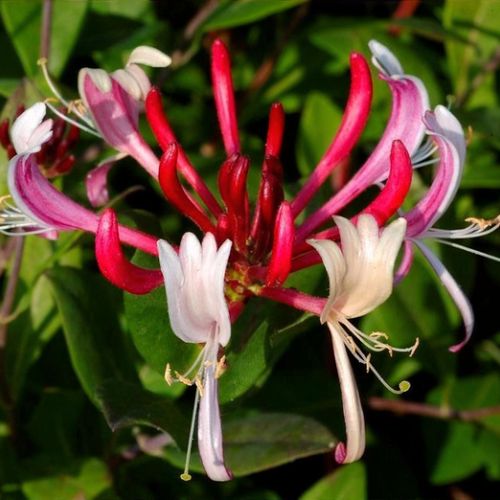 Lonicera japonica 'Red World' - Shoot