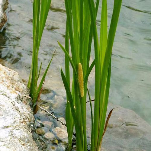 Acorus calamus - Shoot