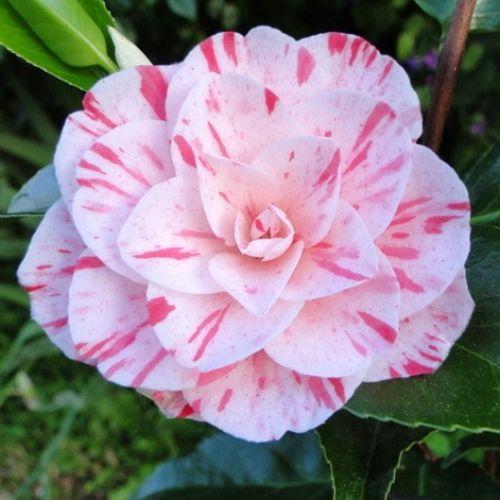 Camellia japonica 'William Bartlett' - Shoot