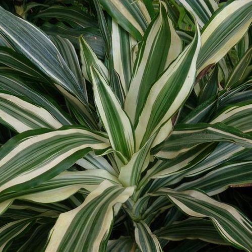 Dracaena fragrans (Deremensis Group) 'Warneckei' - Shoot