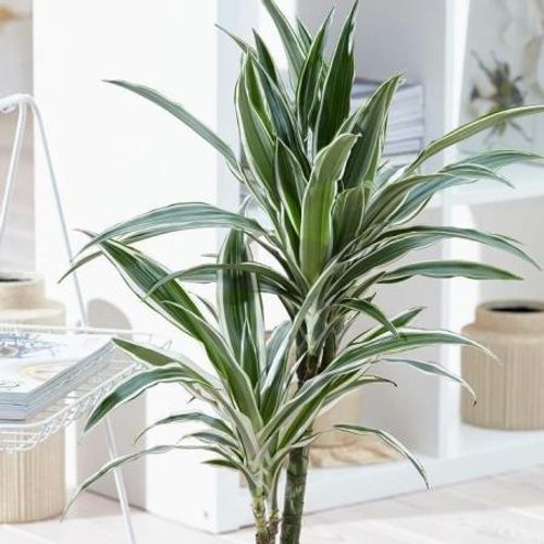 Dracaena fragrans (Deremensis Group) 'Warneckei' - Shoot