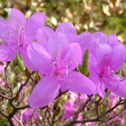 Rhododendron reticulatum - Shoot