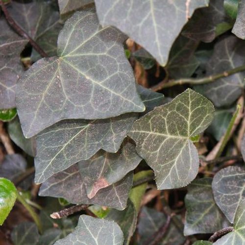 Hedera helix 'Woeneri' - Shoot