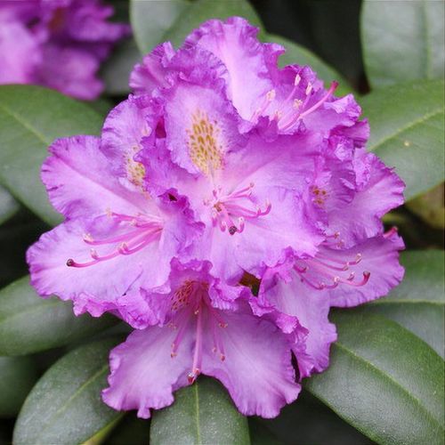 Rhododendron 'Everestianum' - Shoot