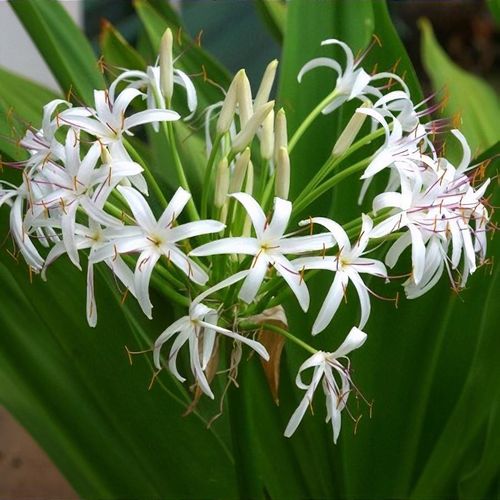 lily blue flower Lycoris sprengeri (Electric Blue Spider Lily)