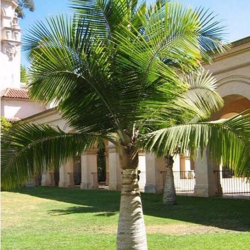 Ravenea rivularis deals