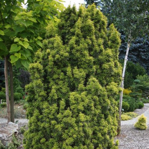 Taxus x media 'Stefania' - Shoot