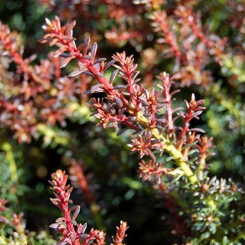 weihnachtsstern blau pflanze Blaue Weihnachtsstern-Blumensamen – Pure Asia Seeds
