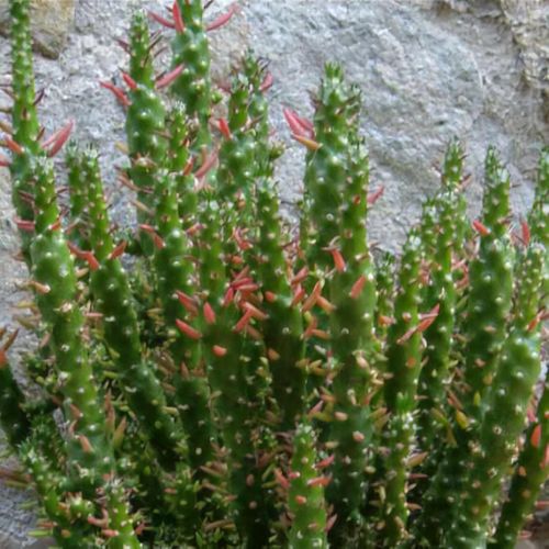 Austrocylindropuntia subulata f. monstrosa - Shoot