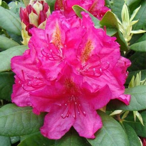 Rhododendron 'Pearce's American Beauty' - Shoot