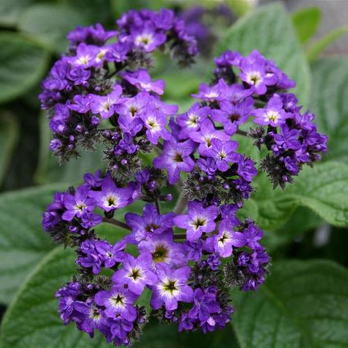 Heliotropium 'Midnight Sky' - Shoot