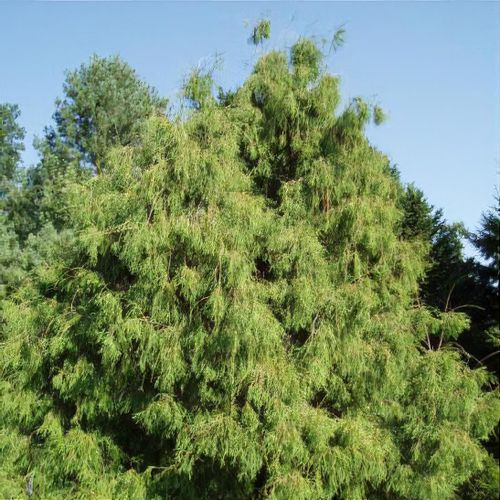 sophora prostrata zimmerpflanze Zwerg-Sophora 'Little Baby' - Sophora prostrata little baby main image 1