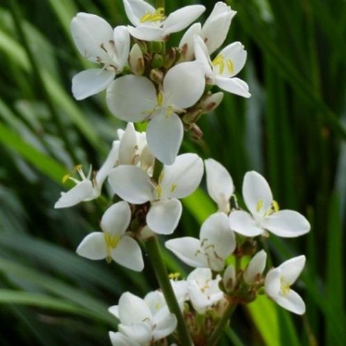 buy cherry plant Surinam Cherry (Eugenia Uniflora) main image 0