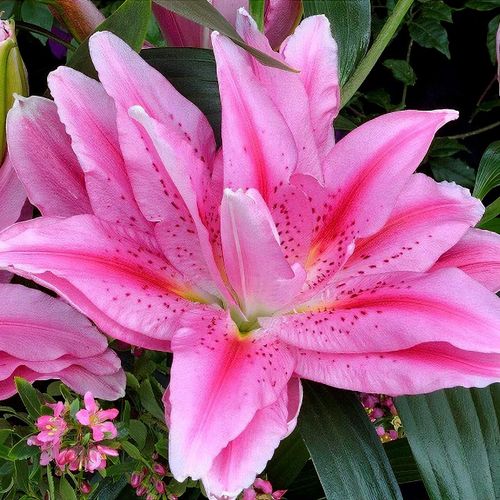 【在庫僅少】 Lilium 'Roselily Viola' - Shoot その他