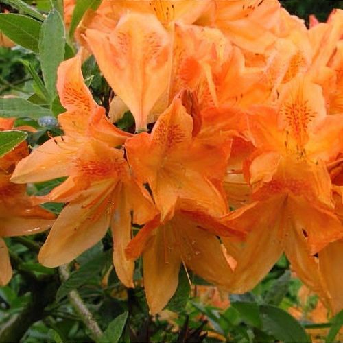 Rhododendron 'Frans van der Bom' - Shoot