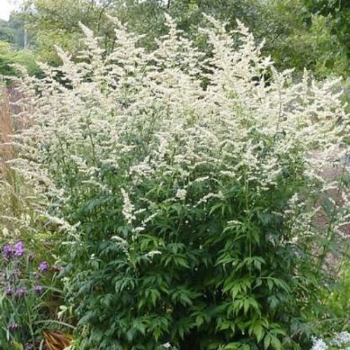 Previous Next 1 of 2