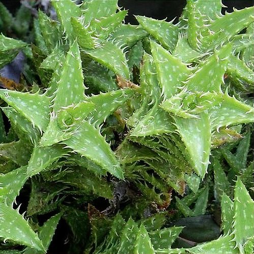 Aloe juvenna - Shoot