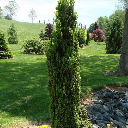 Graham outlet blandy boxwood