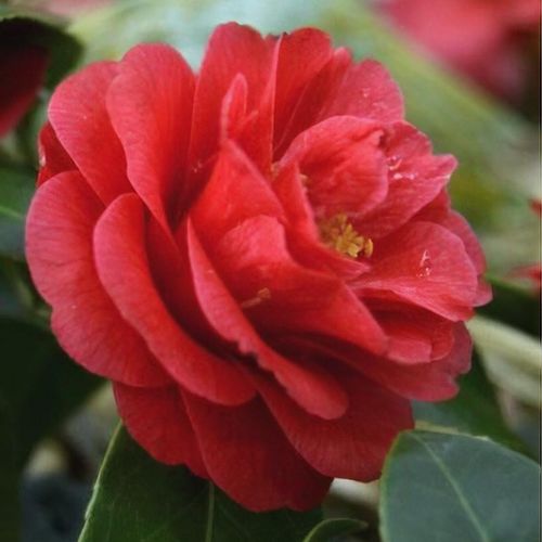 Camellia japonica 'Fircone' - Shoot
