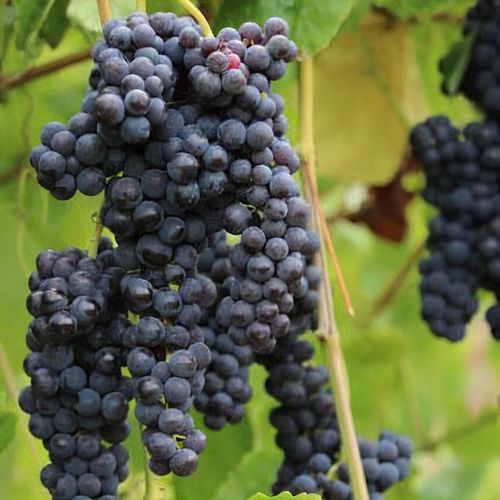 Vitis vinifera 'Glenora' - Shoot