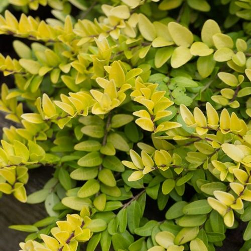 Lonicera (any hardy, evergreen, shrub variety) - Shoot