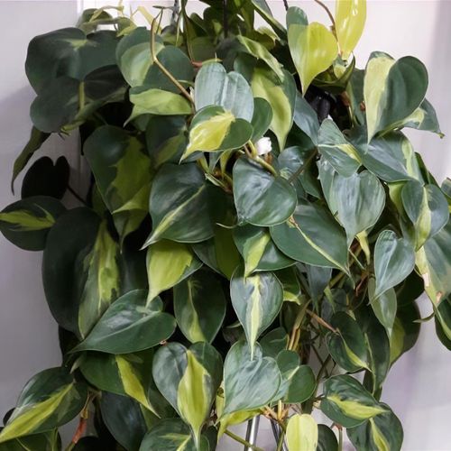 Philodendron 'Brasil' - Shoot