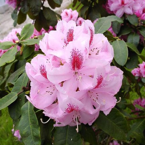 Rhododendron 'Furnivall's Daughter' - Shoot