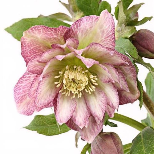 【送料無料】 Helleborus x hybridus 'SP Frilly Isabelle' (Spring Promise ライト・ランタン