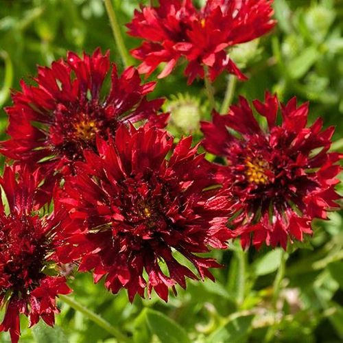Gaillardia red plume online
