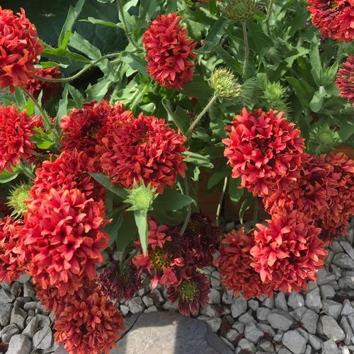 Gaillardia pulchella Red Plume Shoot