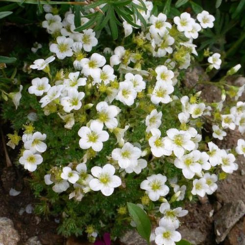 Saxifraga 'Marto White' (x arendsii) - Shoot