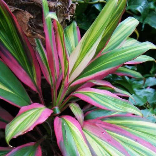 Cordyline fruticosa 'Kiwi' - Shoot