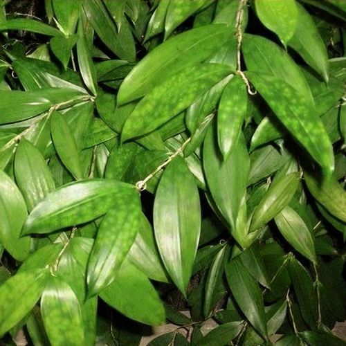 bonsai baum aldi Bonsai Dünger von Flora Boost