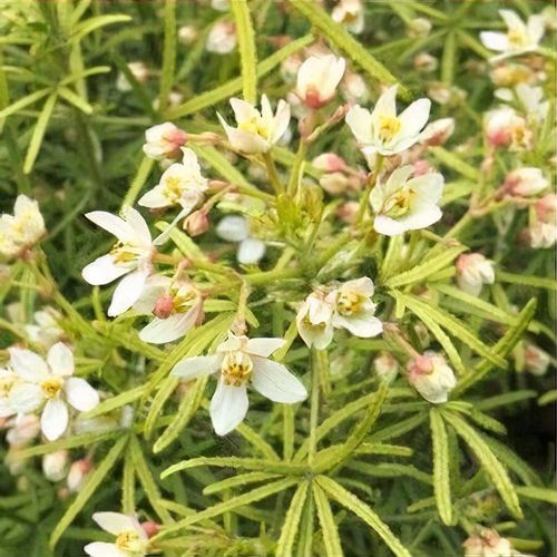 buy terrarium plants Terrarium Plants Assorted