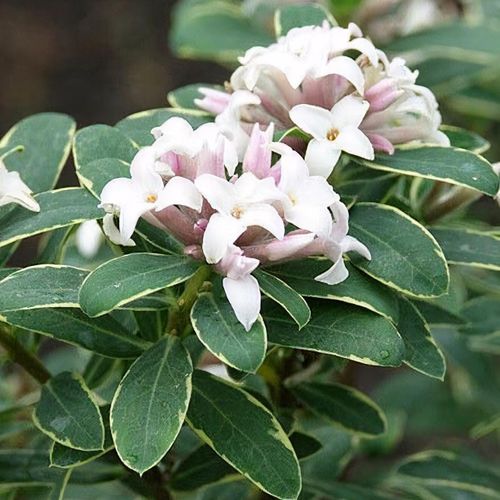 Daphne x transatlantica 'Summer Ice' - Shoot