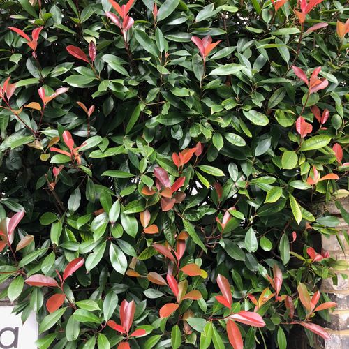 philodendron pink micans Philodendron Micans Pink 2