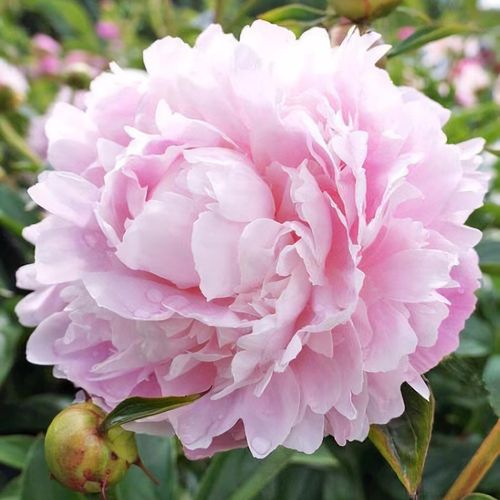 「高評価！」注目のレビュ Paeonia lactiflora 'Albert Crousse' - Shoot チェスト・タンス