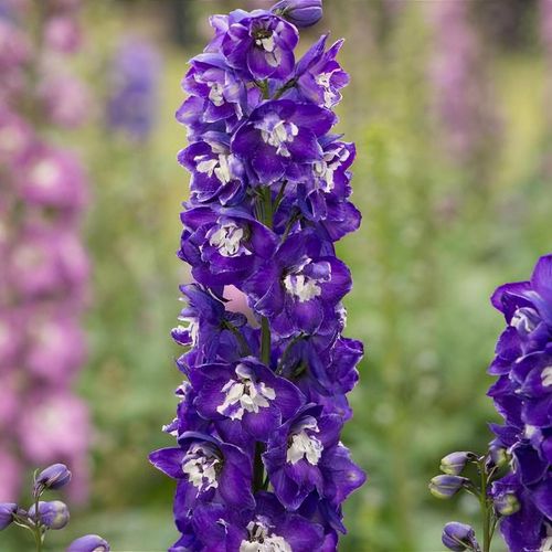 Delphinium 'Aurora Deep Purple' (Aurora Series) - Shoot