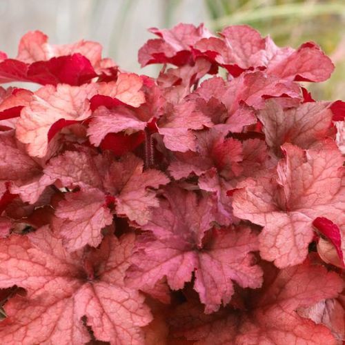 Heuchera indian summer new arrivals