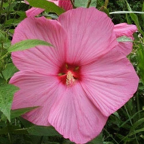 Hibiscus xxl hotsell