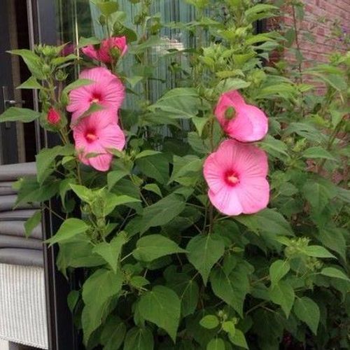 Hibiscus xxl outlet