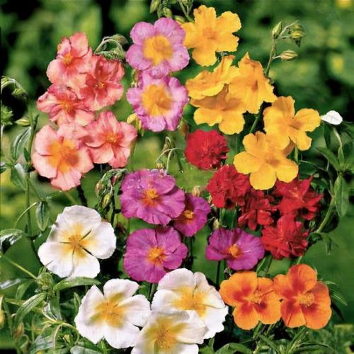 Helianthemum (any variety) - Shoot