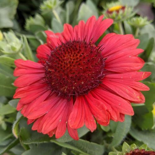 Gaillardia hotsell spintop red