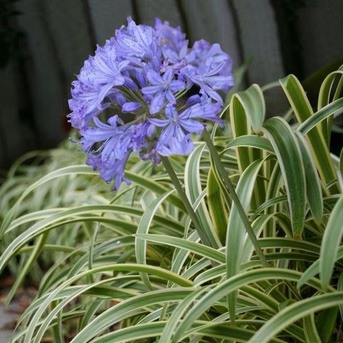 『ユイカ』 1st LIVE「Agapanthus」 ユイカ』 1st LIVE「Agapanthus」 National Plant Network 1 gal