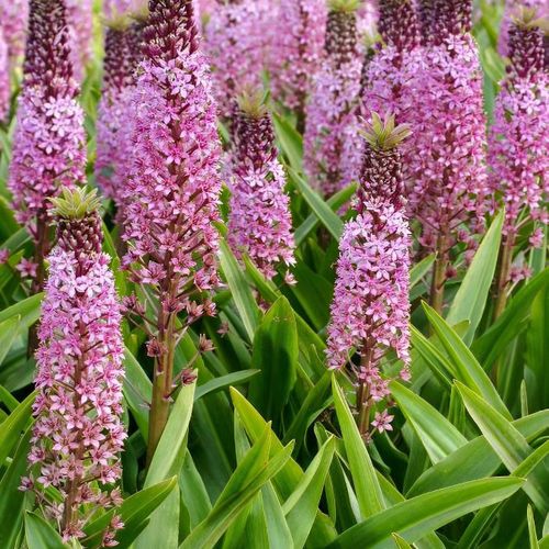 Eucomis 'Pink Gin' - Shoot