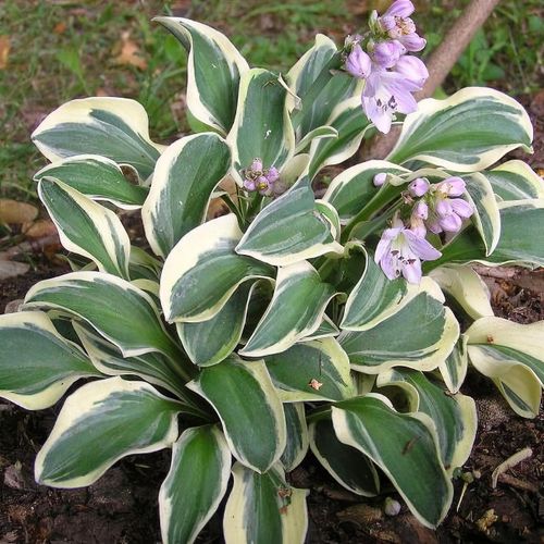 Hosta 'Funny Mouse' - Shoot