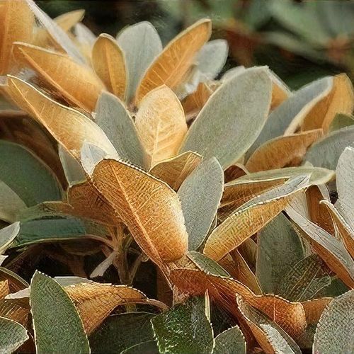 Rhododendron 'Special Dane' - Shoot