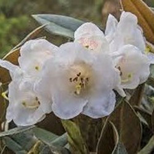 Rhododendron 'Rusty Dane' - Shoot